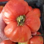 - Viata (in) Paradis - Profile Picture